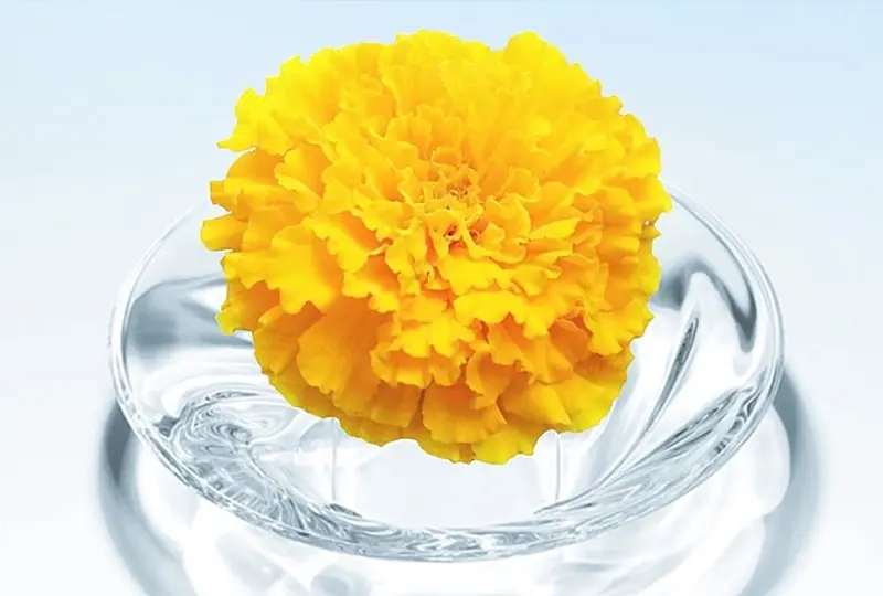 Human Health Botanical Extract Applications — ZAC Biotech Co., Ltd.