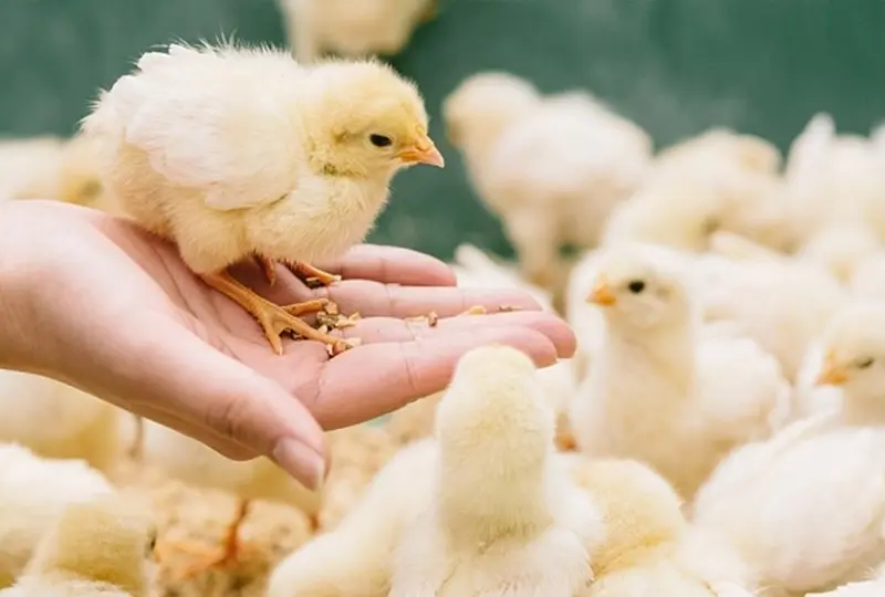 Phytogenic Animal Health Feed Ingredients — ZAC Biotech Co., Ltd.