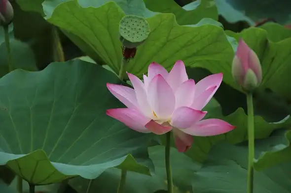 How Does Lotus Leaf Extract Support Modern Nutrition?